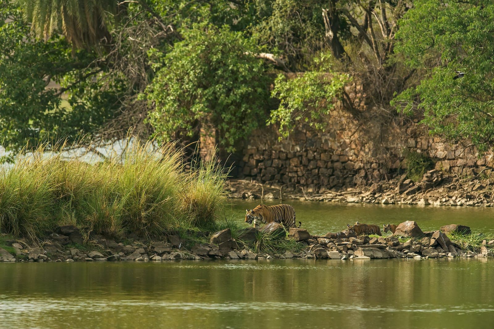 Tiger Reserve Today